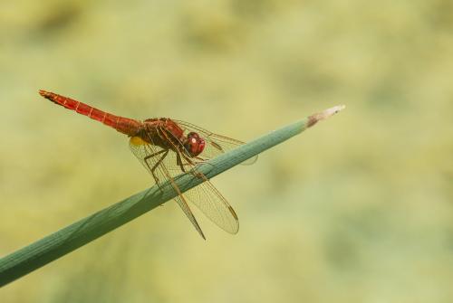 Réf. 257 323 : Crocothemis erythraea